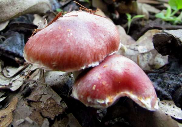 Leratiomyces ceres, Redlead Roundhead, southern Portugal