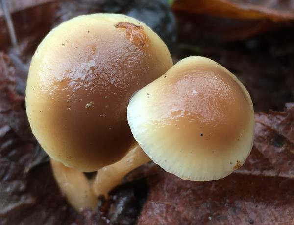 Meottomyces dissimulans, southern England