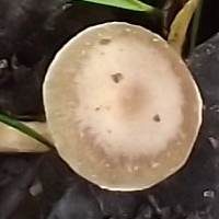 Cap of Meottomyces dissimulans
