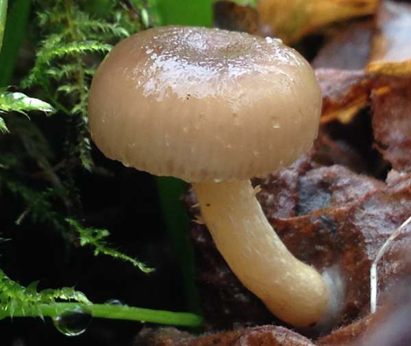 Meottomyces dissimulans, England