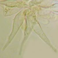 Spores of Naucoria scolecina