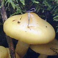 Cap of Pholiota alnicola