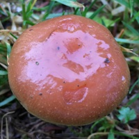 Cap of Pholiota lubrica