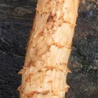 Stem of Pholiota lubrica