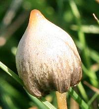 Cap of Psilocybe semilanceata, Magic Mushroom