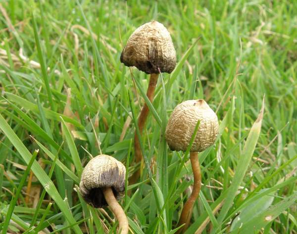 Psilocybe semilanceata - Magic Mushroom or Liberty Cap, seen in dry weather