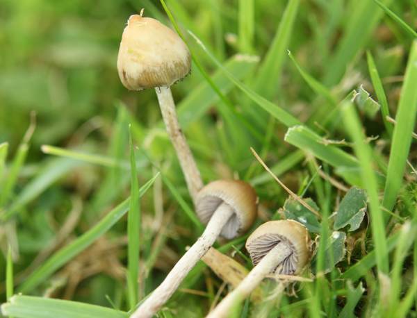 Psilocybe semilanceata - Magic Mushroom or Liberty Cap, Bute, Scotland
