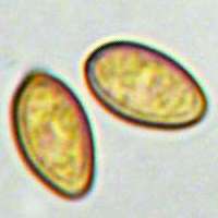 Spores of Stropharia caerulea