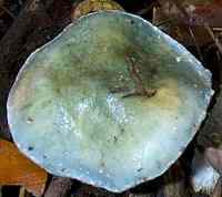 Cap of Stropharia caerulea