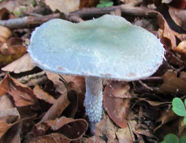 Stropharia caerulea - Blue Roundhead, France