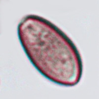 Spores of Stropharia semiglobata, Dung Roundhead