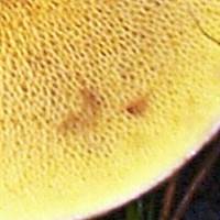 Pores of Suillus grevillei, Larch Bolete