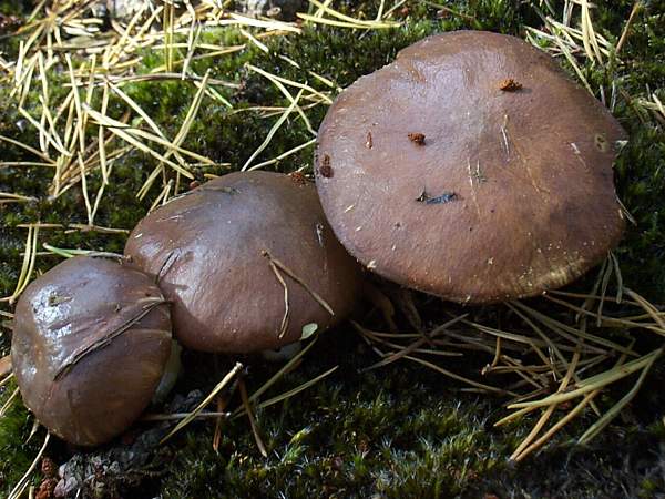 Suillus luteus - Slippery Jack, list of 40 edible mushrooms, veganliftz.com