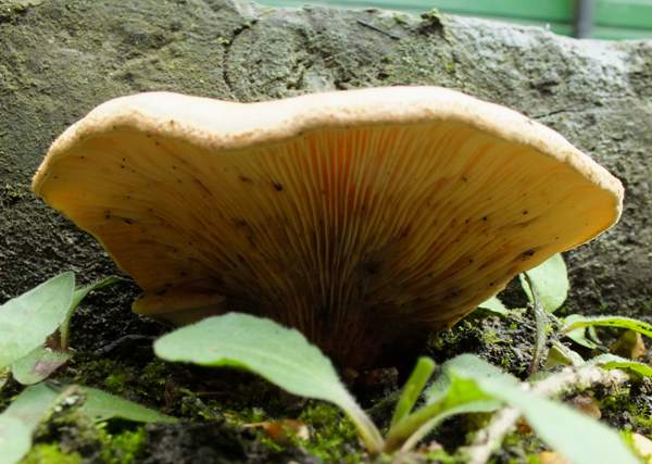 Tapinella panuoides, Oyster Rollrim, on conifer timber, Huntingdonshire