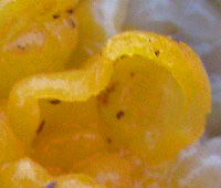 Tremella aurantia closeup of fruitbody
