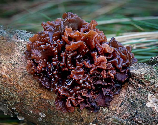 Leafy Brain fungus, England