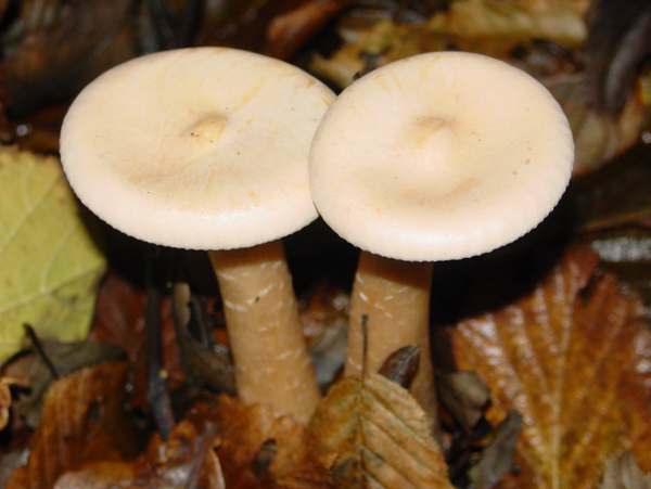 Young umbonate caps of Clitocybe geotropa
