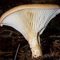 Gills of Clitocybe gibba - Common Funnel