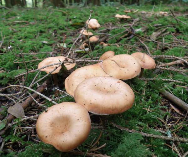 Clitocybe gibba Mushroom Mycelium Spores Spawn Dried Seeds 