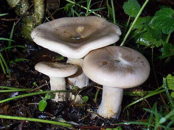 Clitocybe nebularis - Clouded Funnel