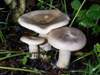 Clitocybe nebularis, Clouded Funnel