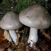 Young caps of Clitocybe nebularis - Clouded Funnel