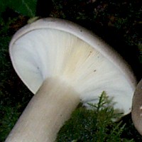 Gills of Clitocybe nebularis - Clouded Funnel
