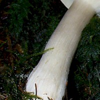 Stem of Clitocybe nebularis - Clouded Funnel