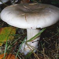 Clitocybe nebularis - Clouded Funnel with a slightly depressed cap