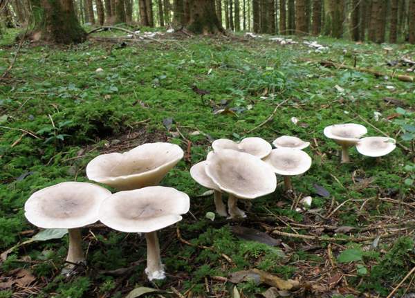 Clitocybe nebularis - Clouded Funnel in a fairy ring