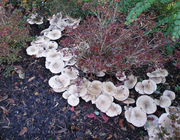 Clitocybe nebularis - Clouded Funnel in a shrubbery