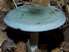 Clitocybe odora, a beautiful blue aniseed-scented mushroom