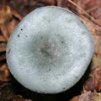 Cap of Clitocybe odora - Aniseed Funnel