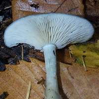 Gills of Clitocybe odora - Aniseed Funnel
