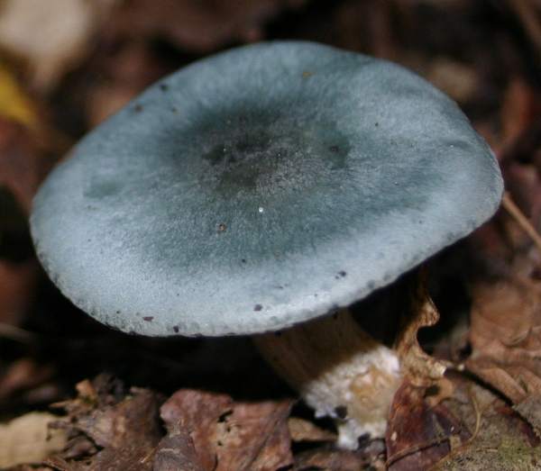 Clitocybe odora, Aniseed Funnel - side view