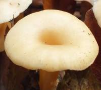 Cap of Clitocybe phaeophthalma, Chicken Run Funnel