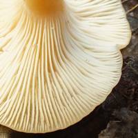 Gills of Clitocybe phaeophthalma, Chicken Run Funnel