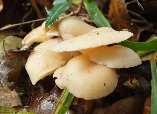 Clitocybe phaeopthalma, Chicken Run Funnel in a dense tuft under beech trees