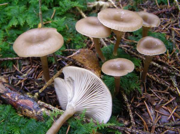 Clitocybe phaeopthalma, Chicken Run Funnel in mixed woodland