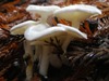 Clitocybe phyllophila, Frosty Funnel