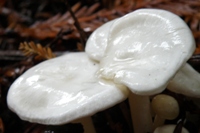 Young caps of Clitocybe phyllophila - Frosty Funnel