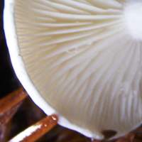 Gills of Clitocybe phylophila. Frosted Funnel