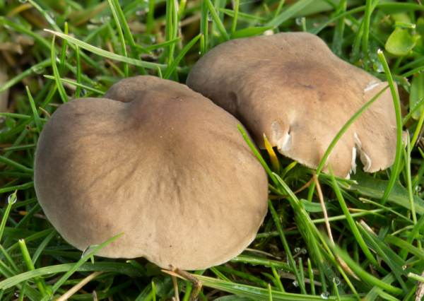 Dermoloma cuneifolium, Crazed Cap mushroom