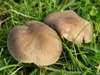Dermoloma cuneifolium, Crazed Cap mushroom