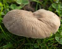 Cap of Dermoloma cuneifolium, Crazed Cap mushroom