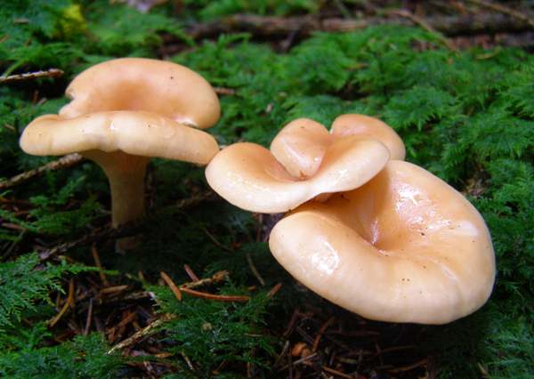 Lepista flaccida - Tawny Funnel, in a mossy conifer forest