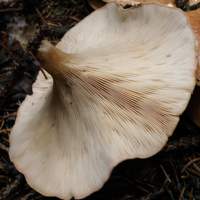 Gills of the Tawny Funnel, Lepista flaccida