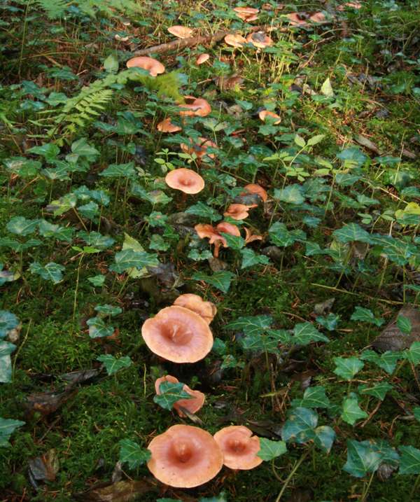 Lepista flaccida, Tawny Funnel, growing in a fairy ring