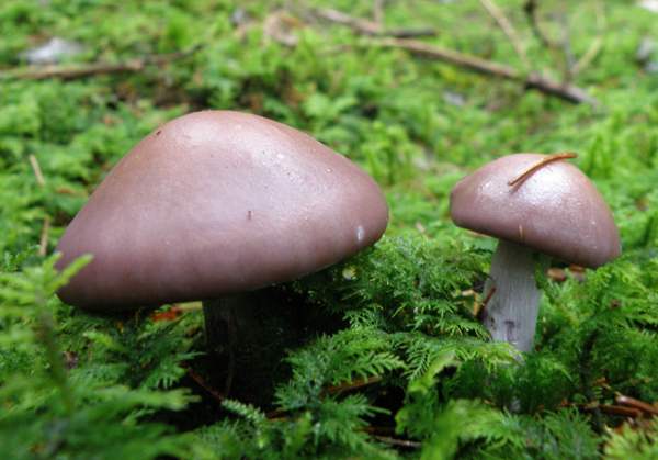 Lepista nuda - Wood Blewits, young caps with lilac colouring