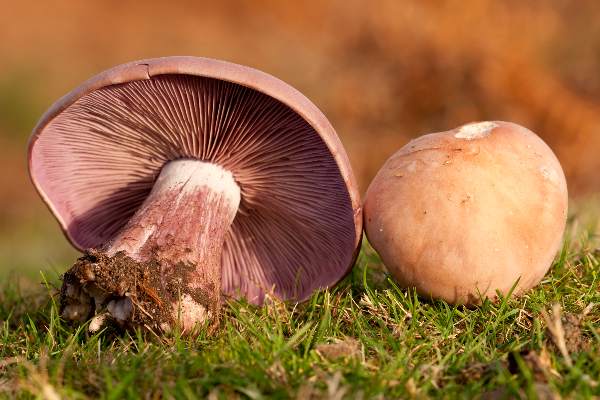 Lepista nuda - Wood Blewits, showing the swolled stem base and lilac gills